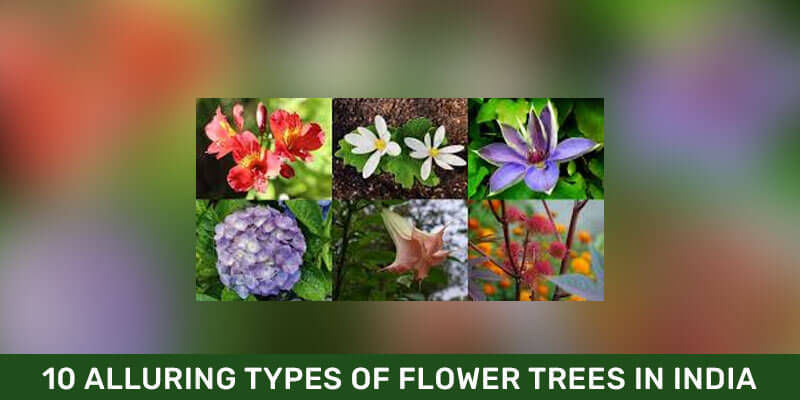 10 Alluring Types Of Flower Trees In India